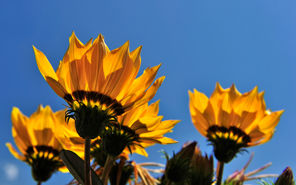 Die Sonne einfangen ...