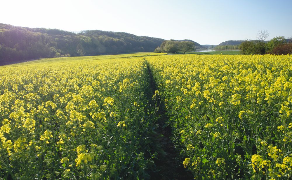 Die Sonne einfangen