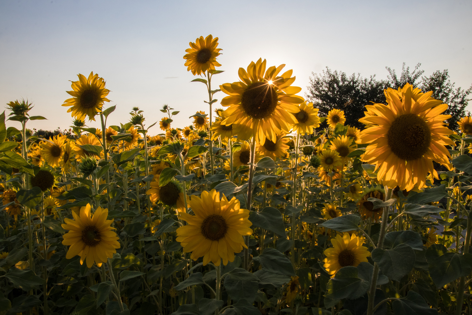 Die Sonne eingefangen