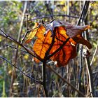 Die Sonne eingefangen