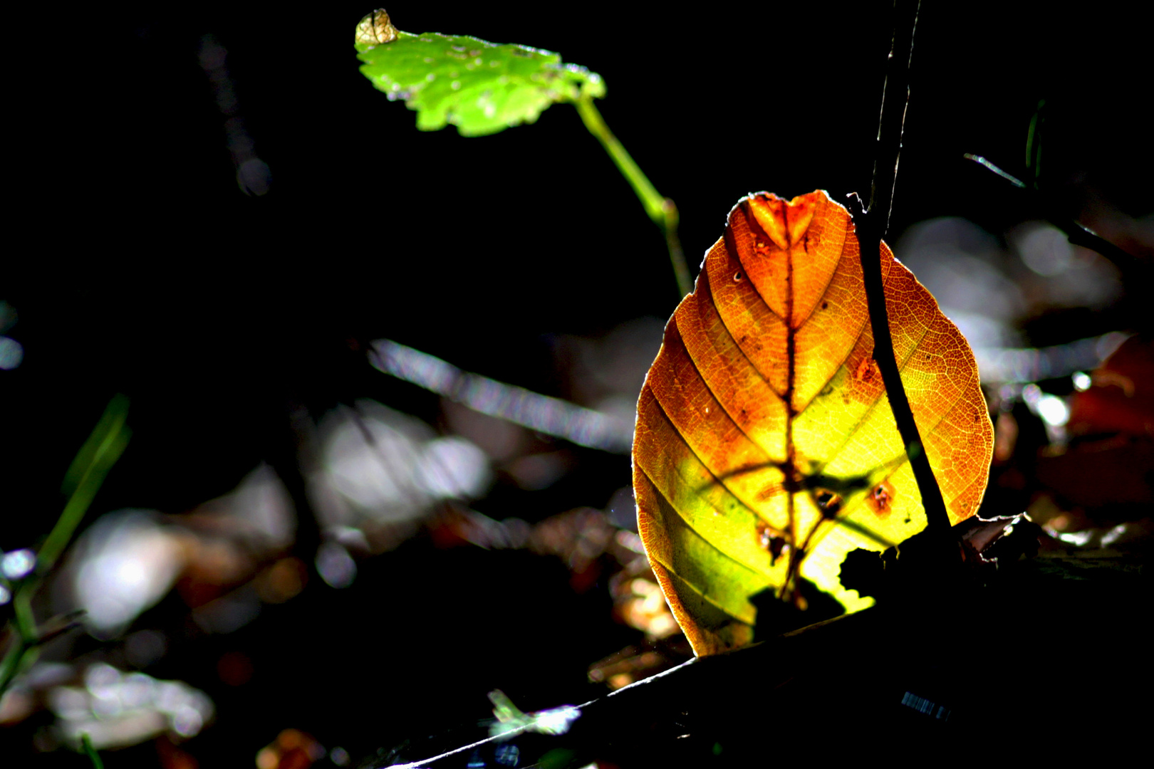 Die Sonne eingefangen