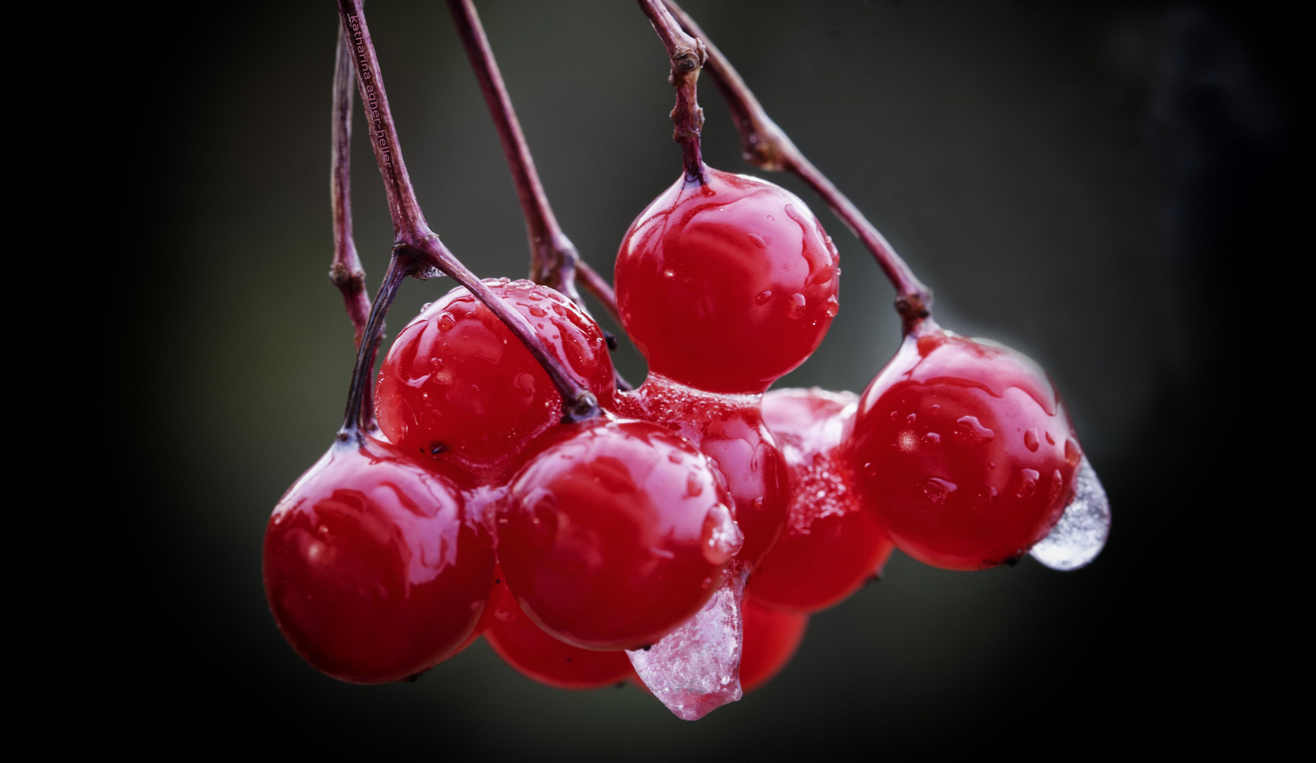 Die Sonne enteist liebevoll den Fruchtschmuck des Schneeballstrauches