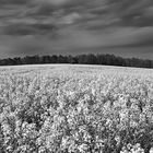 Die Sonne fiel direkt auf das Rapsfeld, unten habe das Foto in Farbe angehängt.