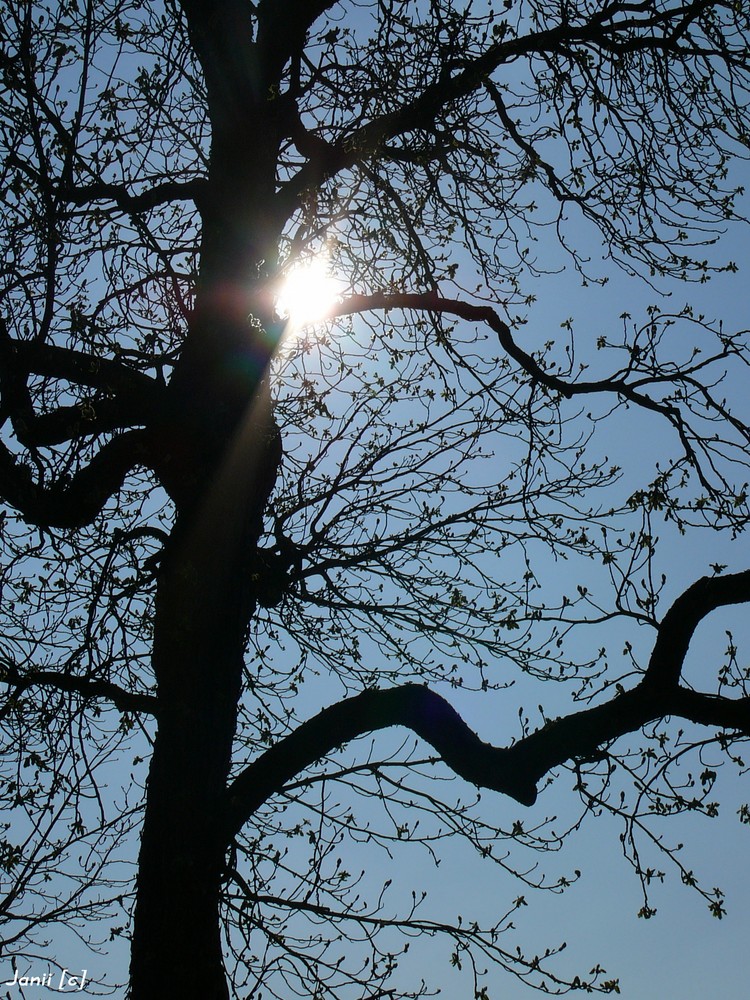 Die Sonne findet den Weg durchs Leben.