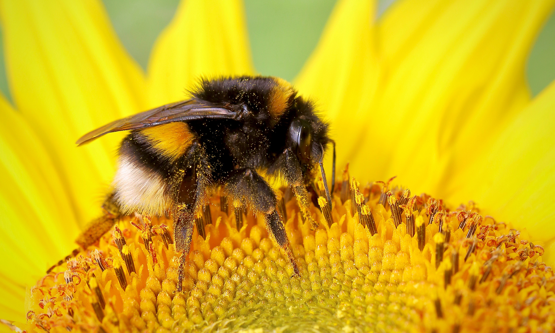 Die Sonne geht auf... Foto & Bild | outdoor, makro, sonne ...
