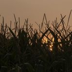 Die Sonne geht auf hinter dem Mais