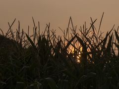 Die Sonne geht auf hinter dem Mais