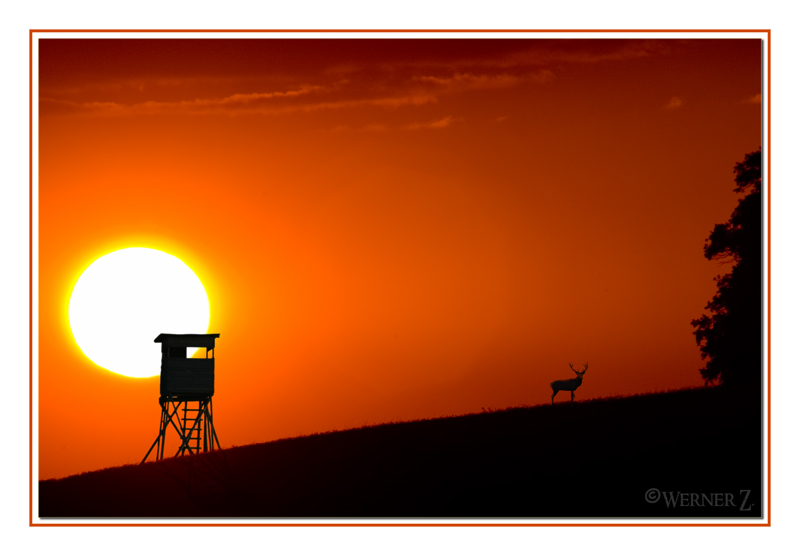 Die Sonne geht, der Hirsch kommt