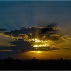 Die Sonne geht unter in der Massai Mara