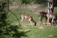 die Sonne genießen an der Futterkrippe