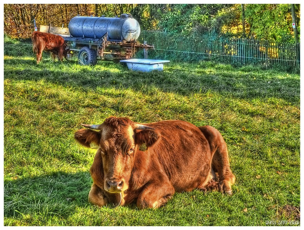 Die Sonne genießen