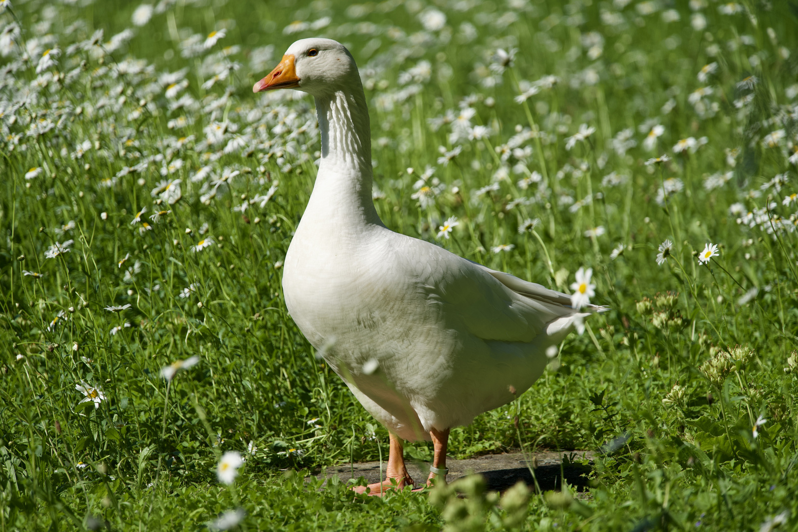 Die Sonne geniessen - die Gans kann's