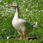 Die Sonne geniessen - die Gans kann's