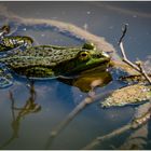 Die Sonne genießen .....im Tiergarten 3