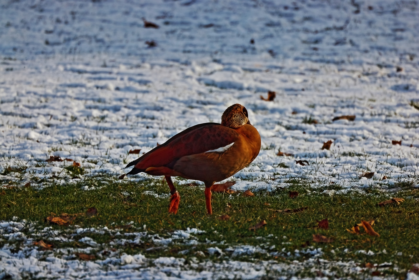 Die Sonne genießen - Nilgans im Schnee