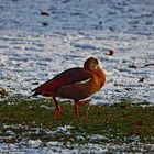 Die Sonne genießen - Nilgans im Schnee