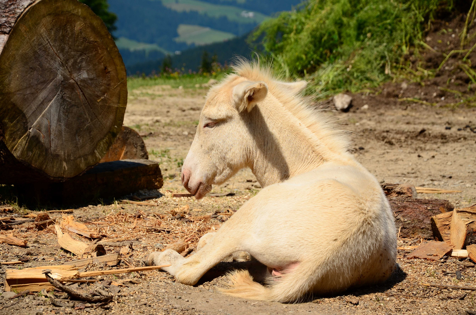 Die Sonne genießen! Weißer Esel oder auch "weißer Barockesel"