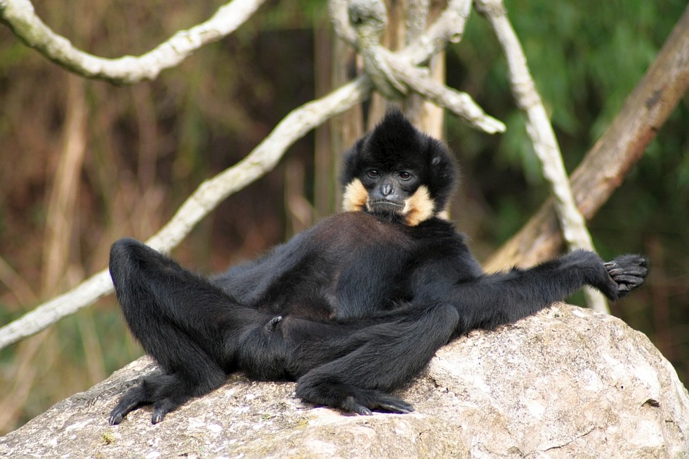 die Sonne geniessen - Zoo Hannover