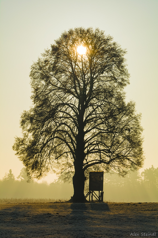 Die Sonne grüsst den Jäger