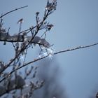 Die Sonne hat der Eiszeit Ihren Kampf angesagt