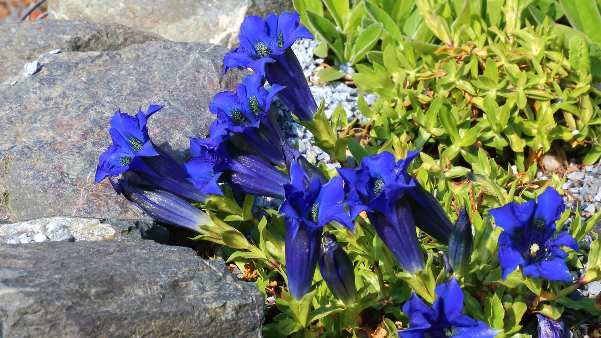 Die Sonne hat es gestern Vormittag möglich gemacht, das sich bei Gentiana acaulis...