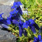 Die Sonne hat es gestern Vormittag möglich gemacht, das sich bei Gentiana acaulis...