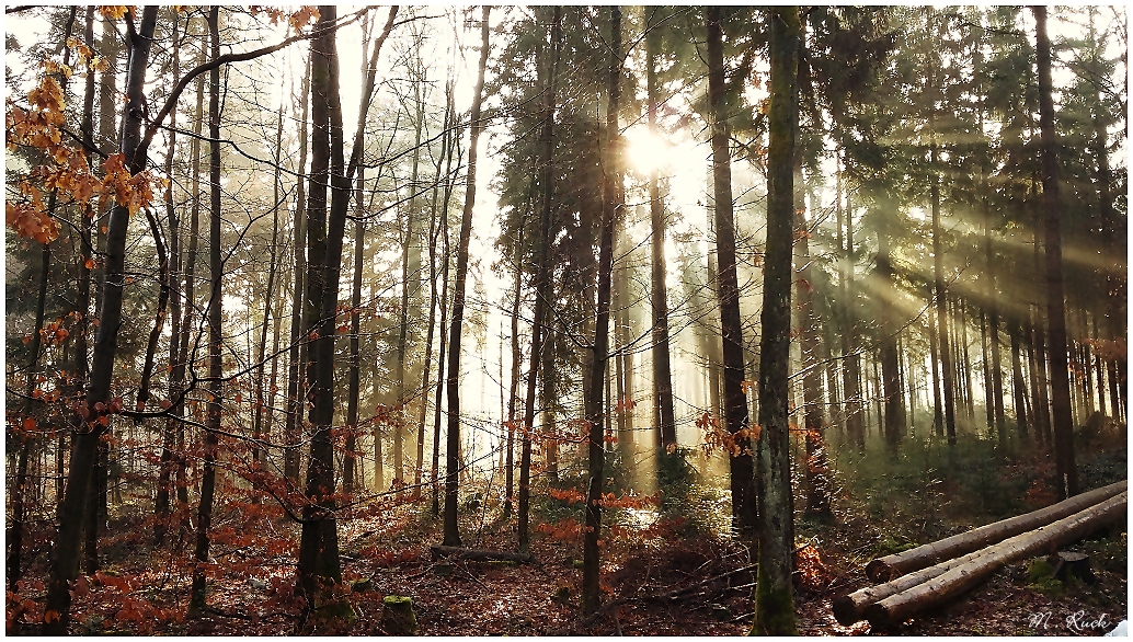 Die Sonne hat schon Kraft in diesen Märztagen 