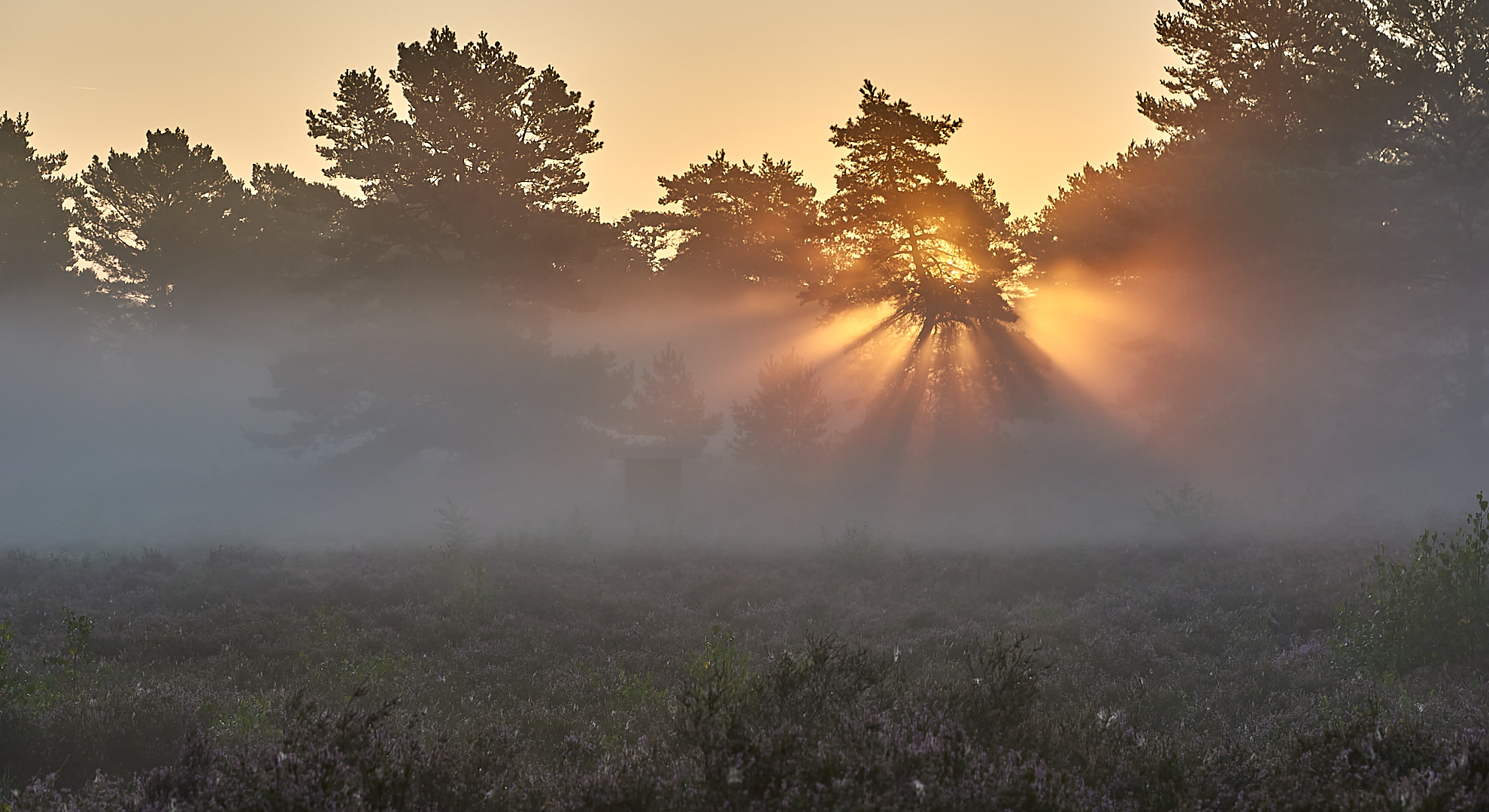 Die Sonne hatte den Durchblick, mein Lichtspot Highlight 2021 mit Nebelstimmung und Sonnenaufgang…