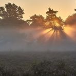 Die Sonne hatte den Durchblick, mein Lichtspot Highlight 2021 mit Nebelstimmung und Sonnenaufgang…