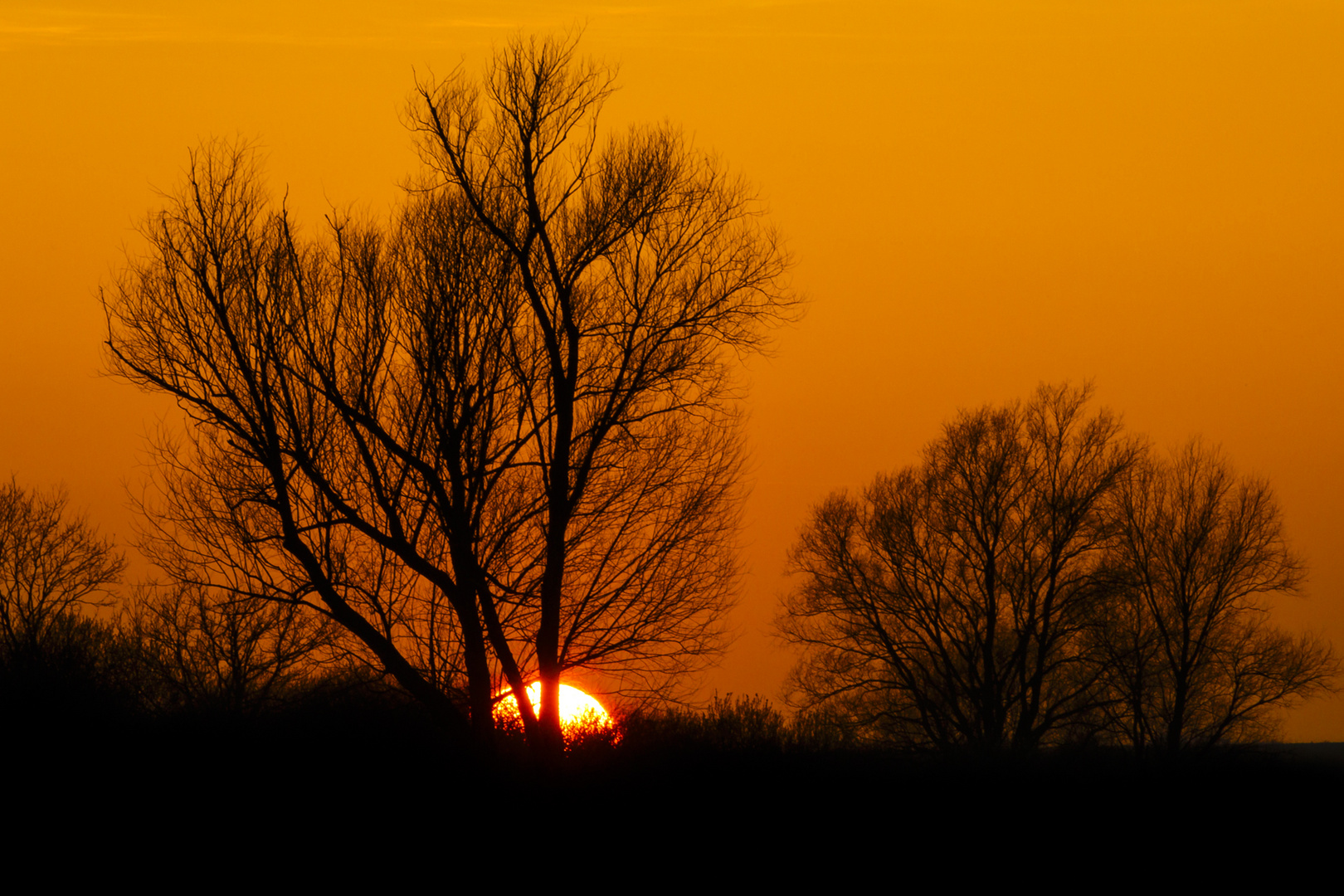 die Sonne hinterm Baum