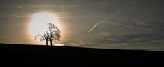 Die Sonne hinterm Baum