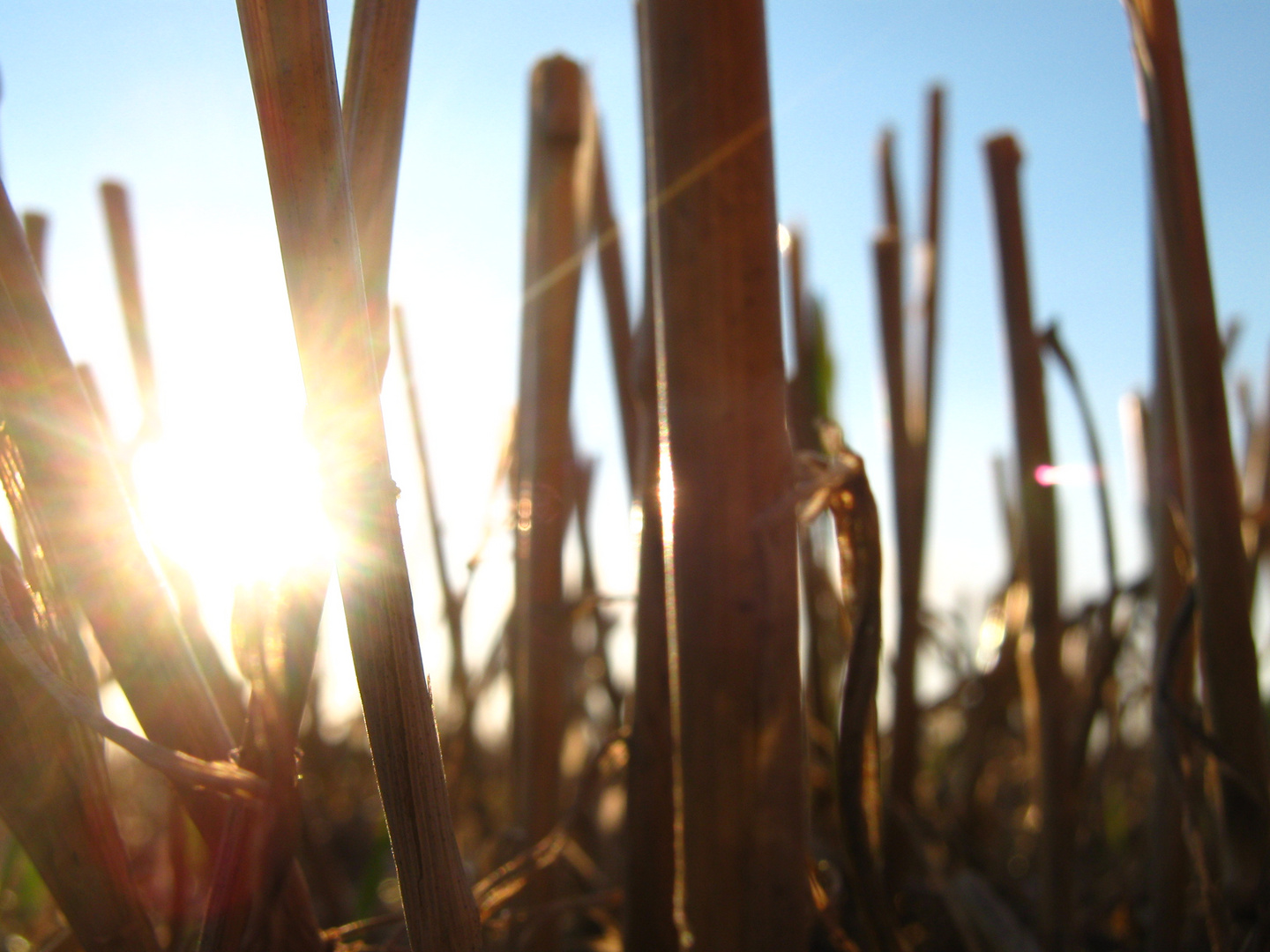 Die Sonne hinterm Stroh