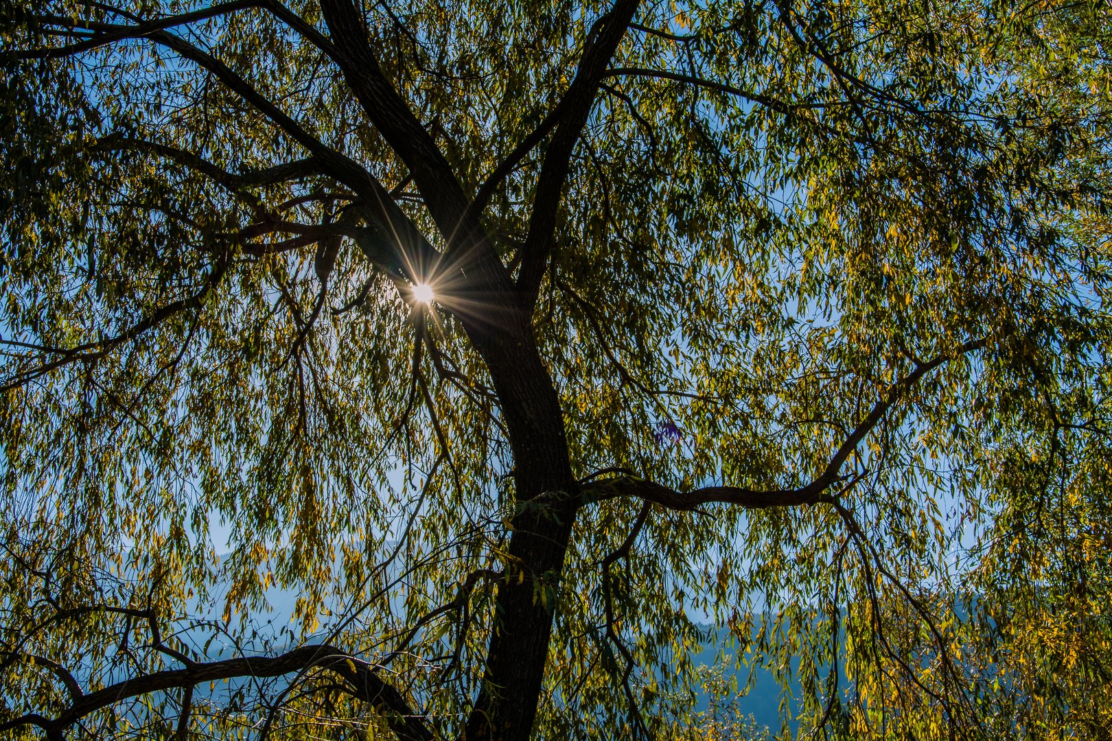 Die Sonne im Baum