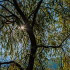 Die Sonne im Baum