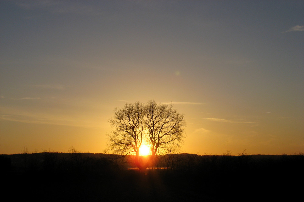 Die Sonne im Baum