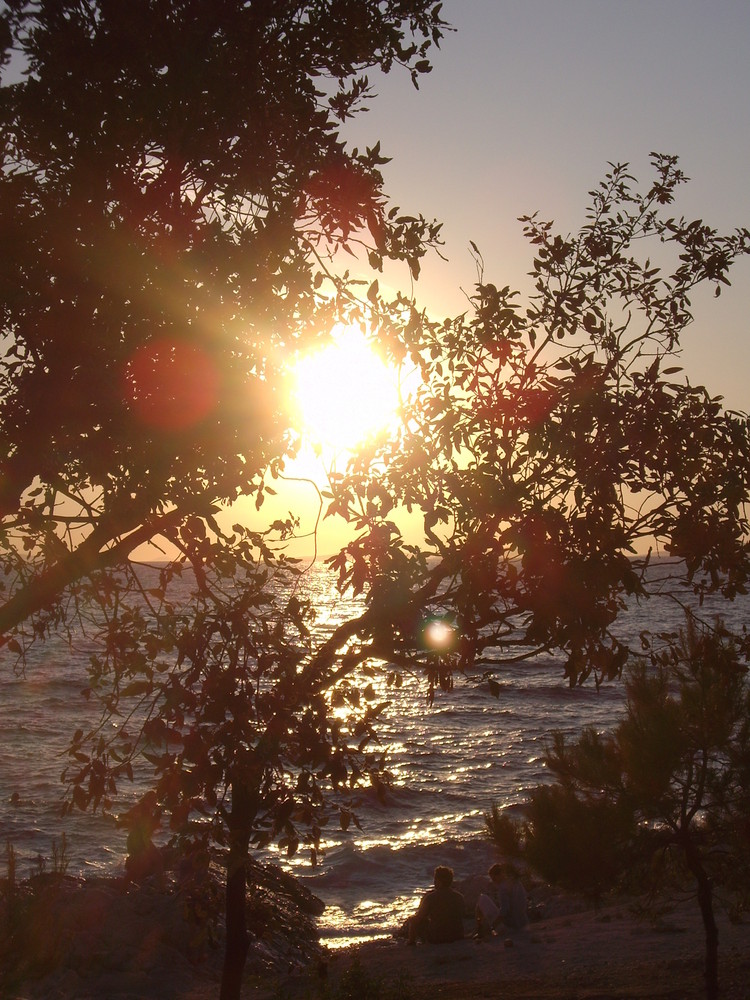 Die Sonne im Baum