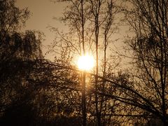 Die Sonne im Baum