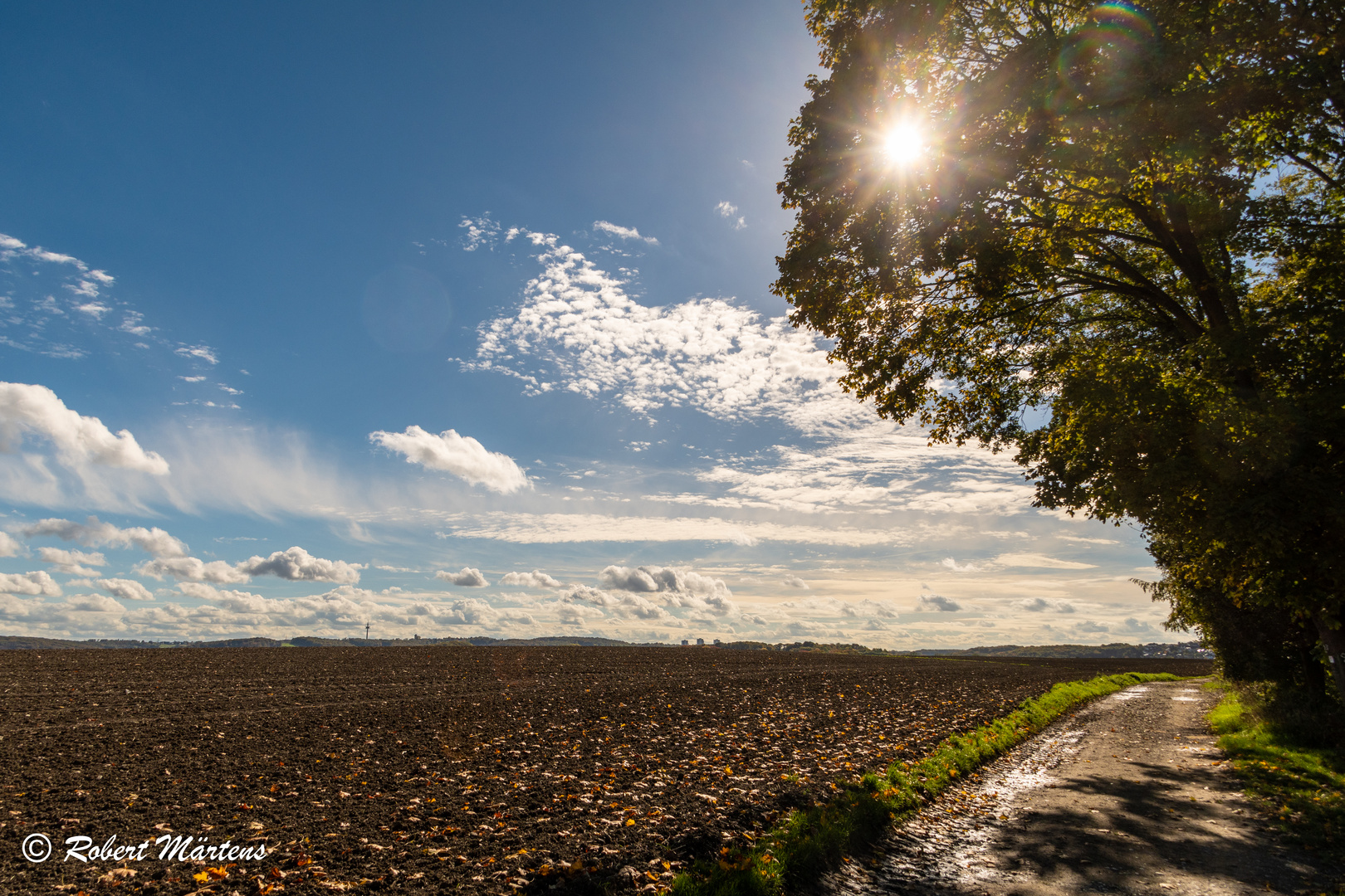 Die Sonne im Baum