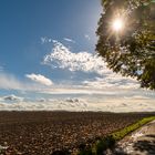 Die Sonne im Baum