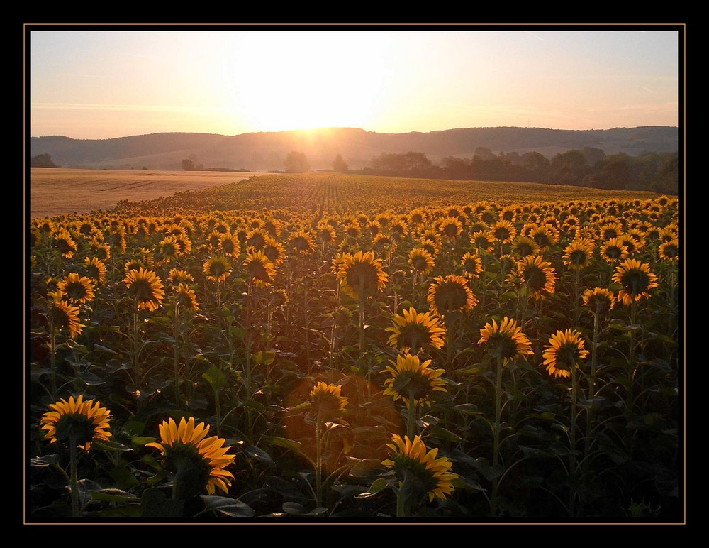 ...die Sonne im Blick...