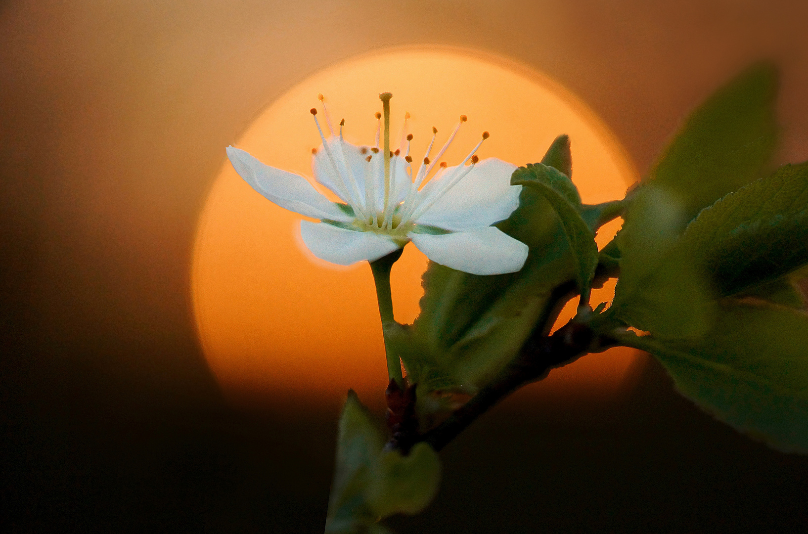 Die Sonne im Fokus