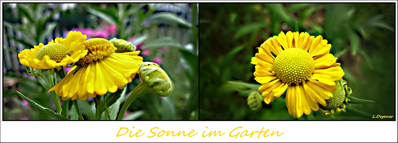 Die Sonne im Garten Foto & Bild pflanzen, pilze & flechten, blüten