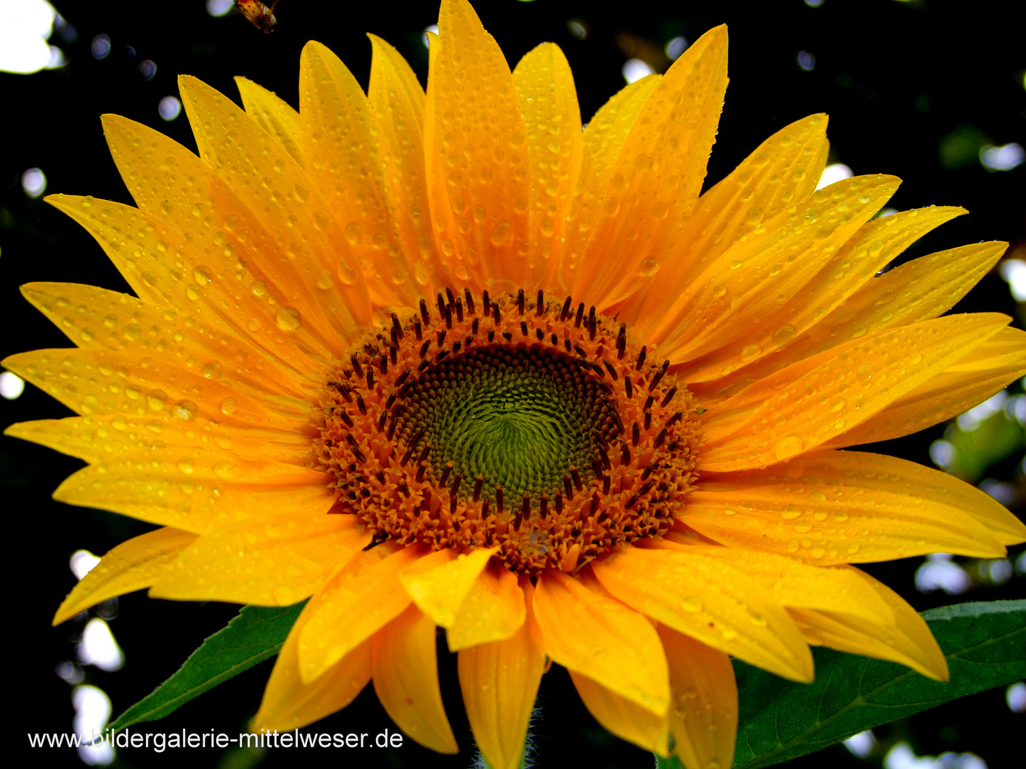 Die Sonne im Garten!