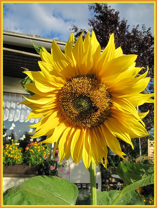 die Sonne im Garten