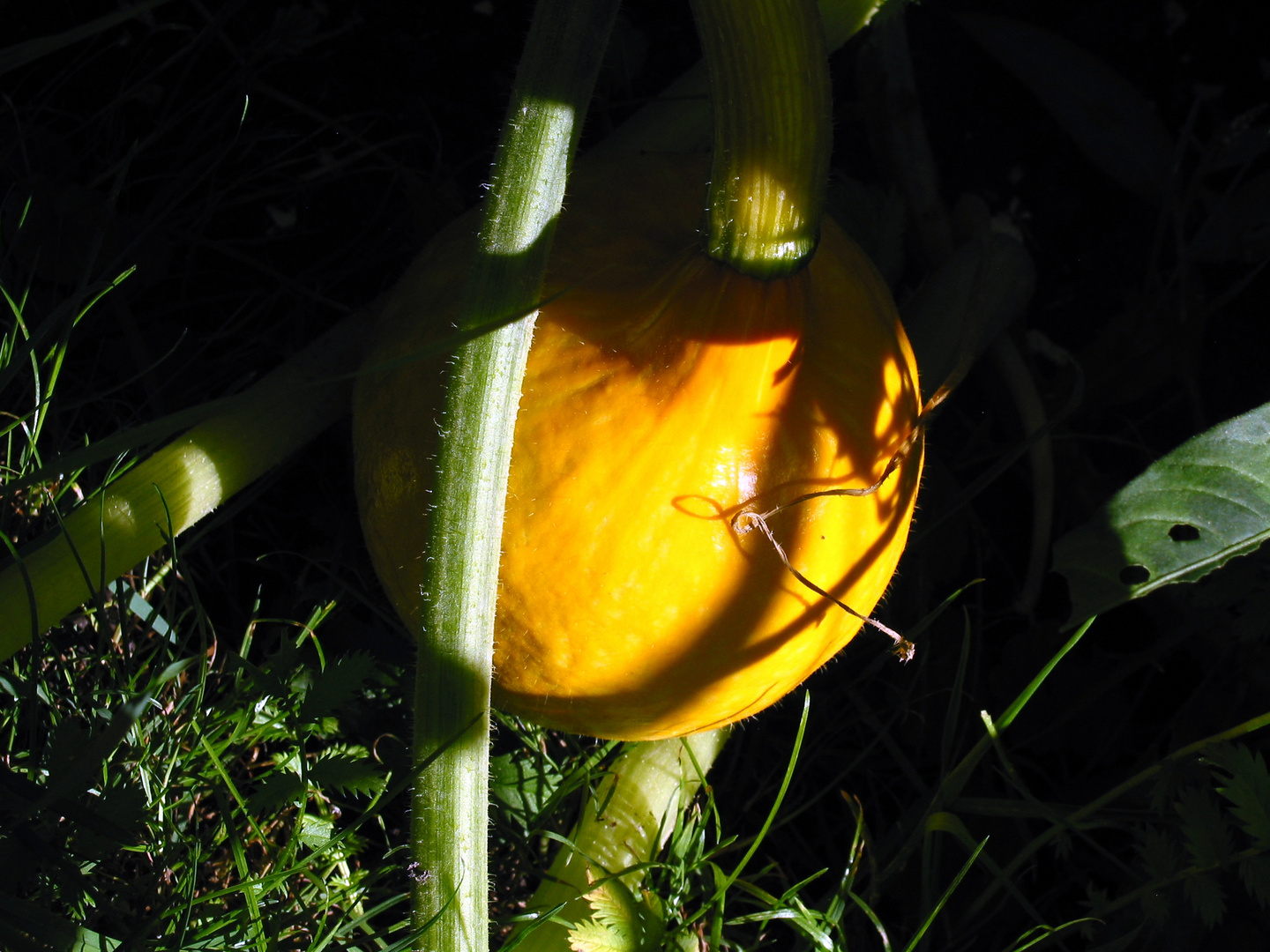 die Sonne im Garten