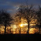 Die Sonne im Geäst gefangen ...