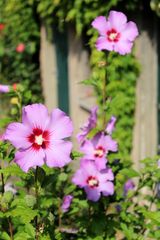 die Sonne im Herzen der Blüten