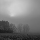 Die Sonne im Kampf gegen den Nebel