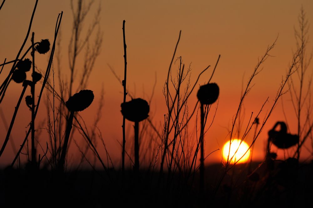 Die Sonne im Schaten der Sonnenblumen