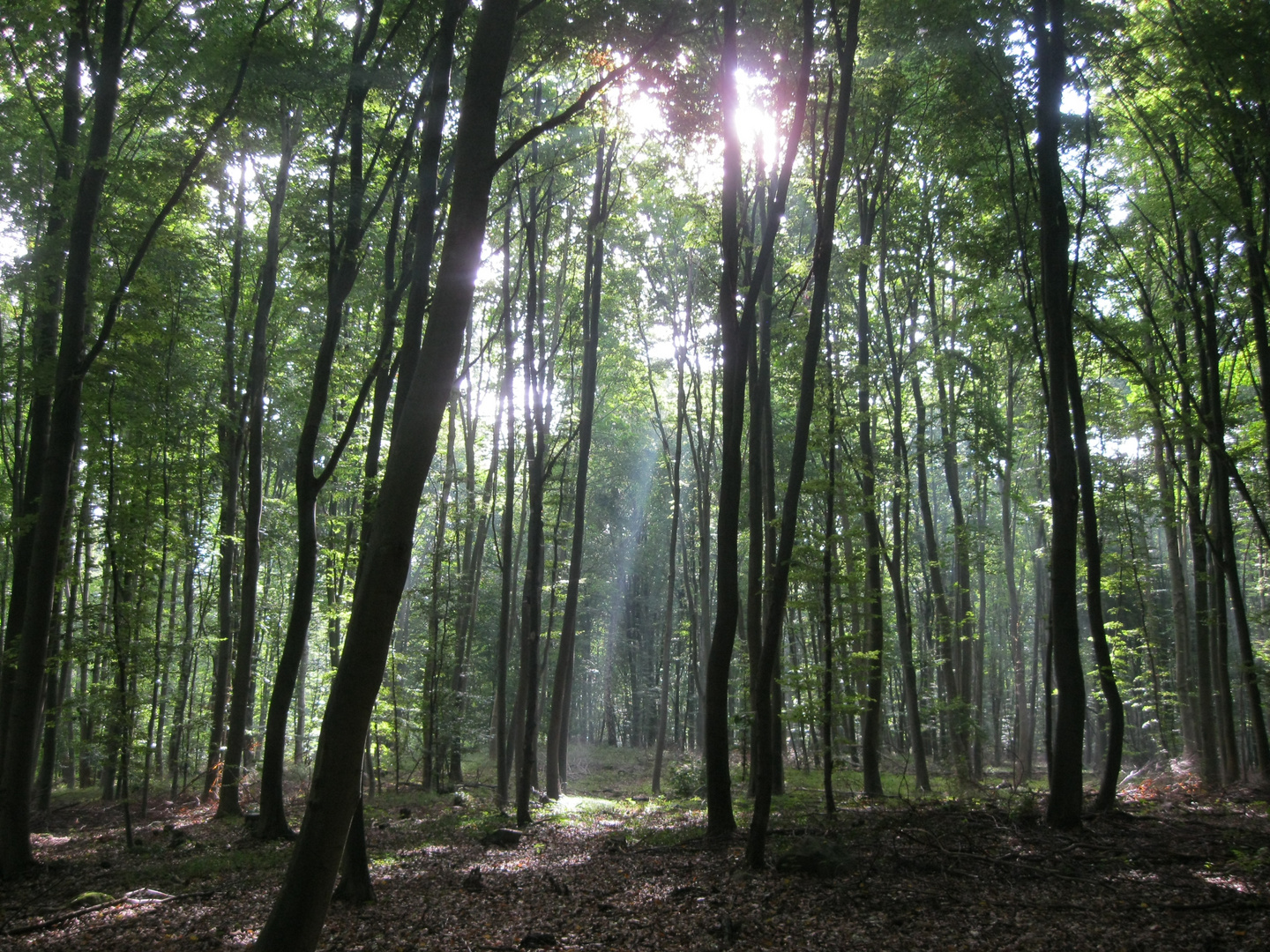 die Sonne im Wald